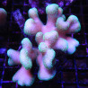 Stylophora pistillata polypes verts  7-10 cm